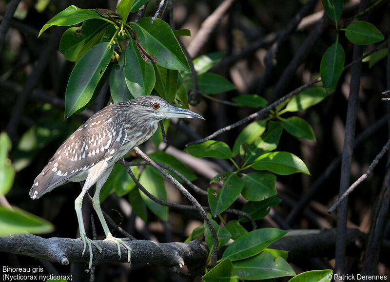 Black-crowned Night Heron