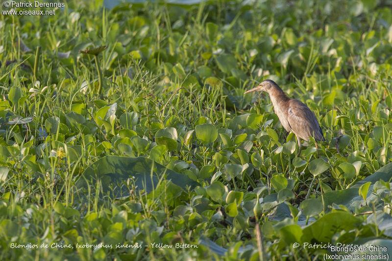 Yellow Bittern, identification, habitat