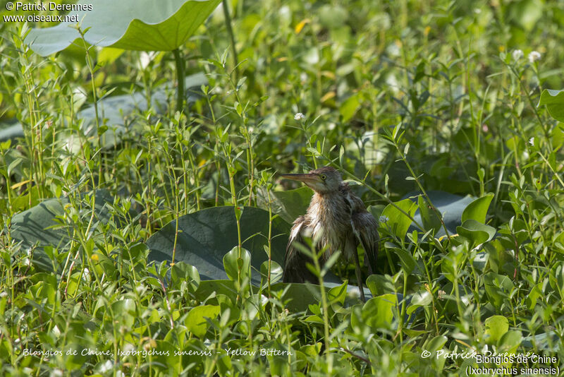 Blongios de Chine, identification, habitat