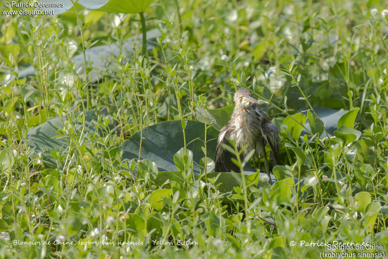 Yellow Bittern, identification, habitat