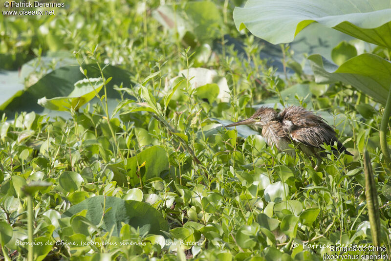 Yellow Bittern, identification, habitat