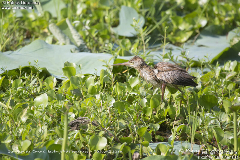 Blongios de Chine, identification, habitat