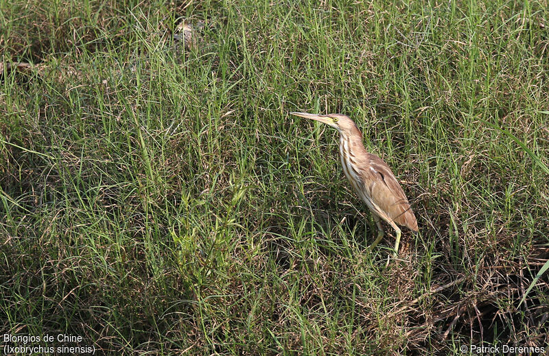 Yellow Bittern