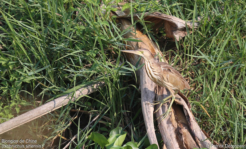 Yellow Bittern