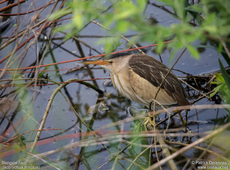 Little Bittern female adult, identification, Behaviour