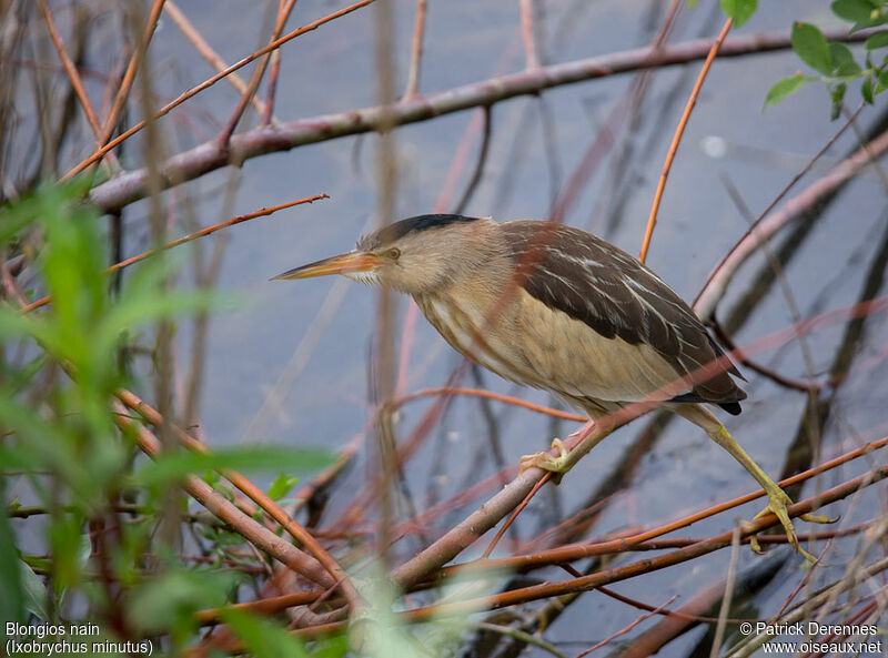 Little Bittern female adult, identification, Behaviour