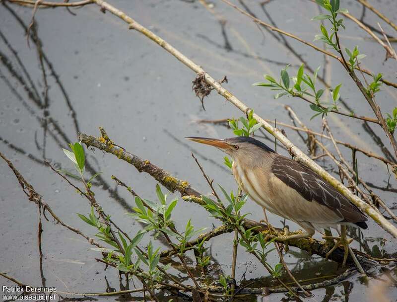 Little Bittern female adult, identification, Behaviour