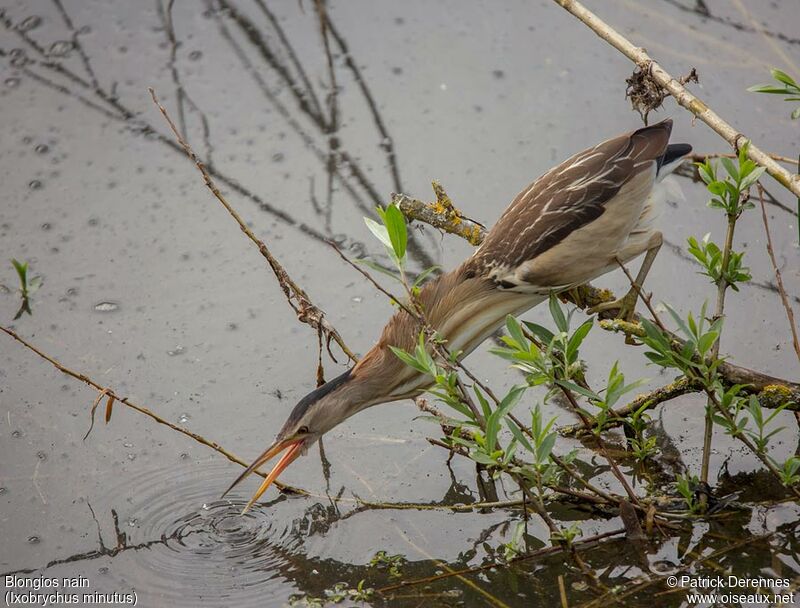 Little Bittern female adult, identification