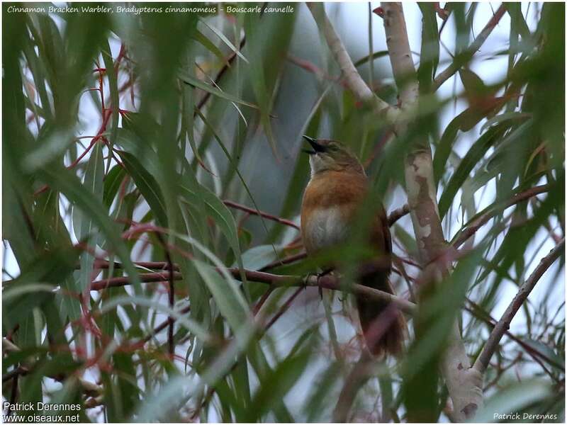 Cinnamon Bracken Warbler male adult, habitat, song