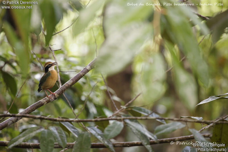 Indian Pitta, identification, habitat, song