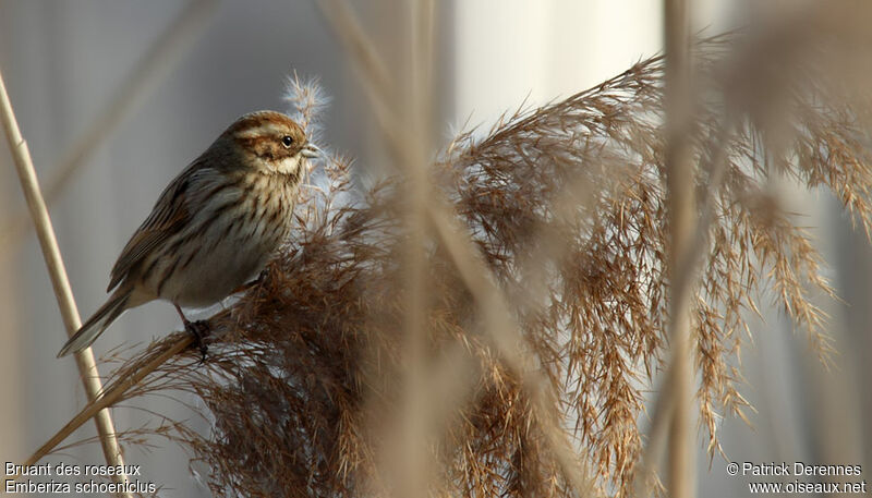 Common Reed Bunting, identification, feeding habits