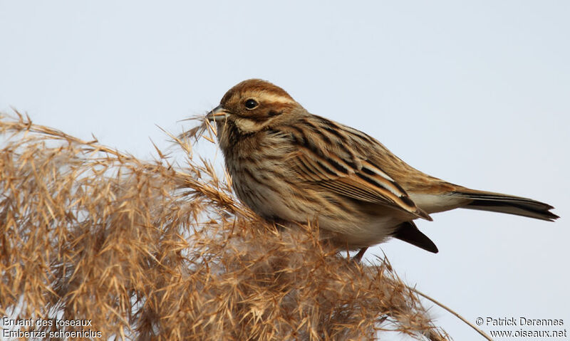 Bruant des roseaux, identification, régime