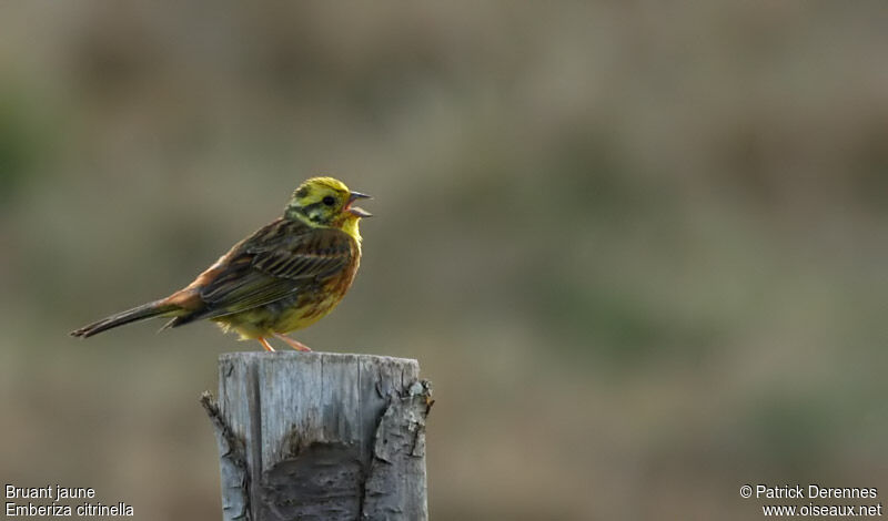 Bruant jaune mâle adulte nuptial