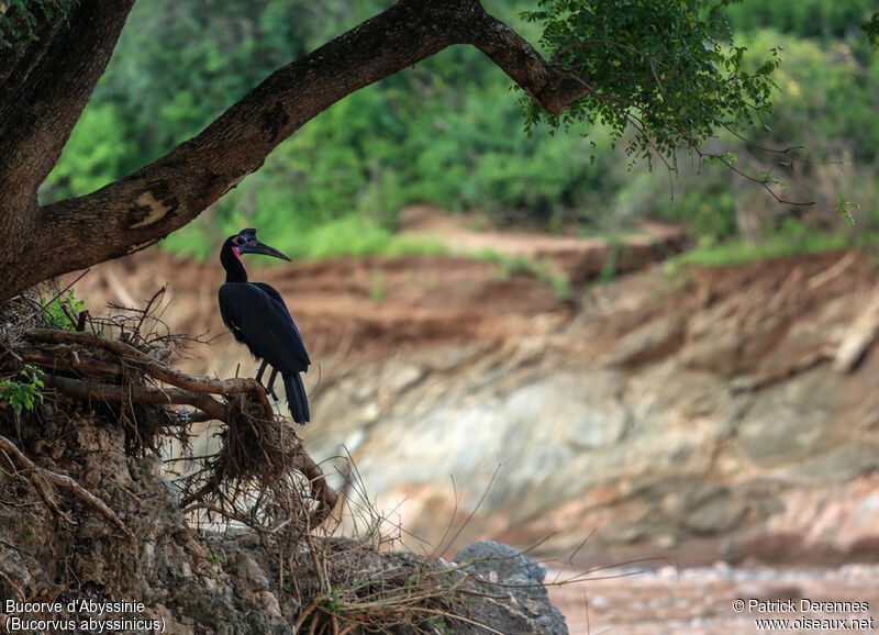 Abyssinian Ground Hornbill male adult, identification