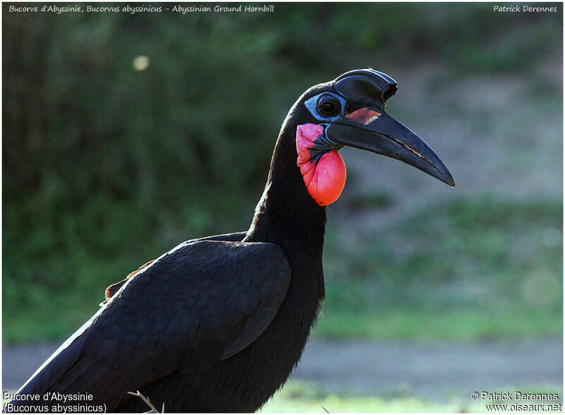 Abyssinian Ground Hornbill male adult, identification