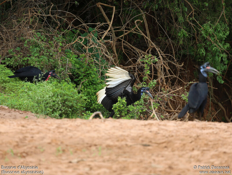 Abyssinian Ground Hornbill adult, identification, Flight, Behaviour