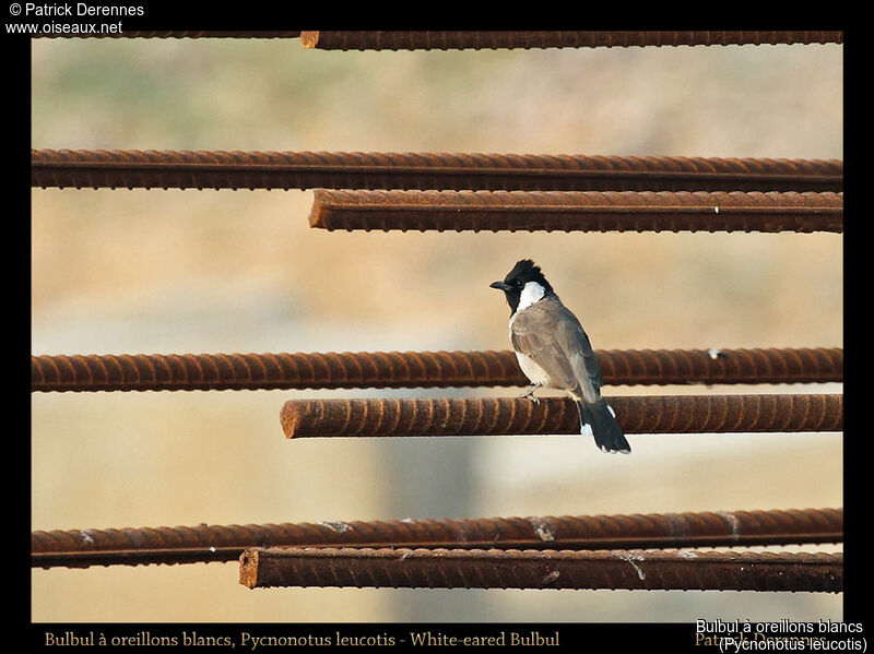 White-eared Bulbul, identification