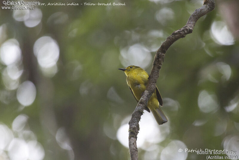 Bulbul à sourcils d'or, identification, habitat