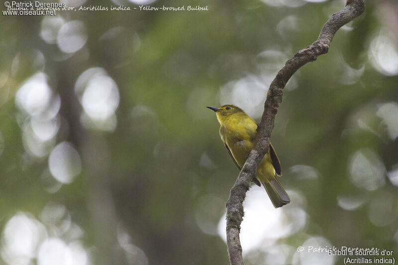 Bulbul à sourcils d'or, identification, habitat