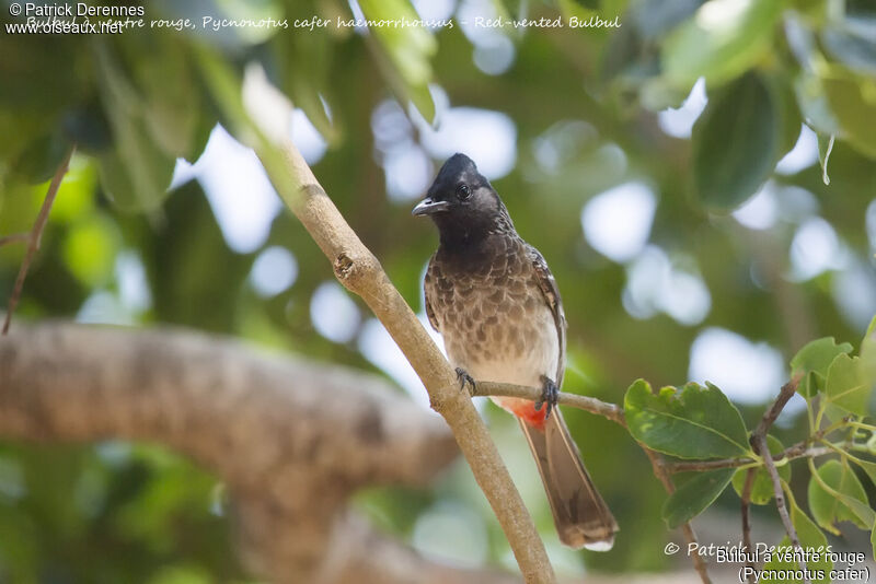 Red-vented Bulbul, identification, habitat