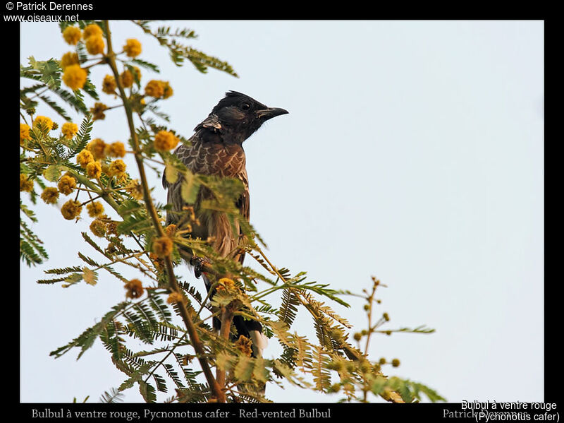 Red-vented Bulbul, identification