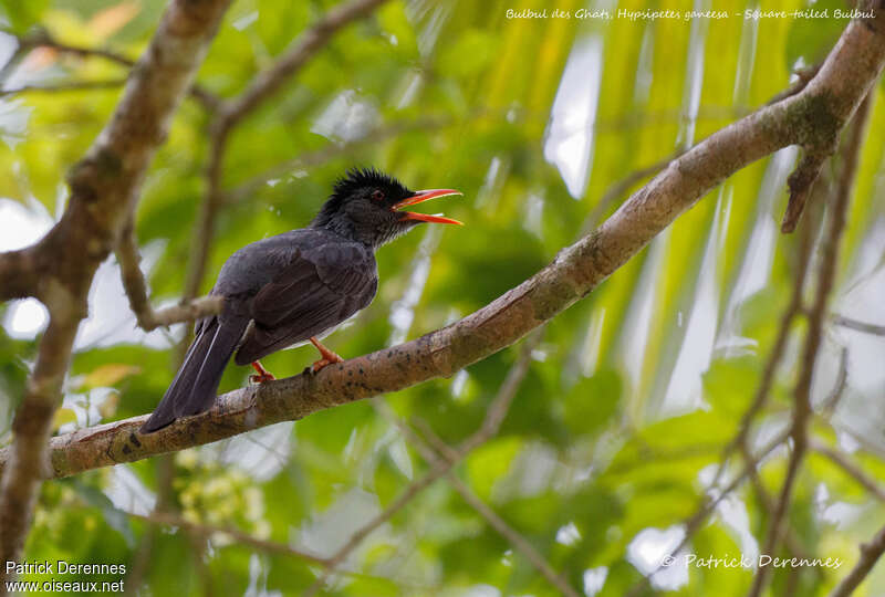 Bulbul des Ghatsadulte, chant