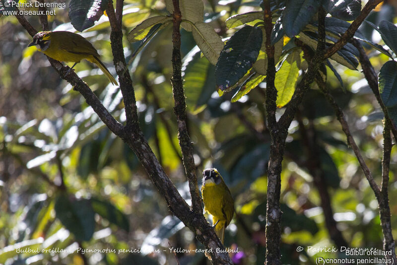 Bulbul oreillard, identification, habitat