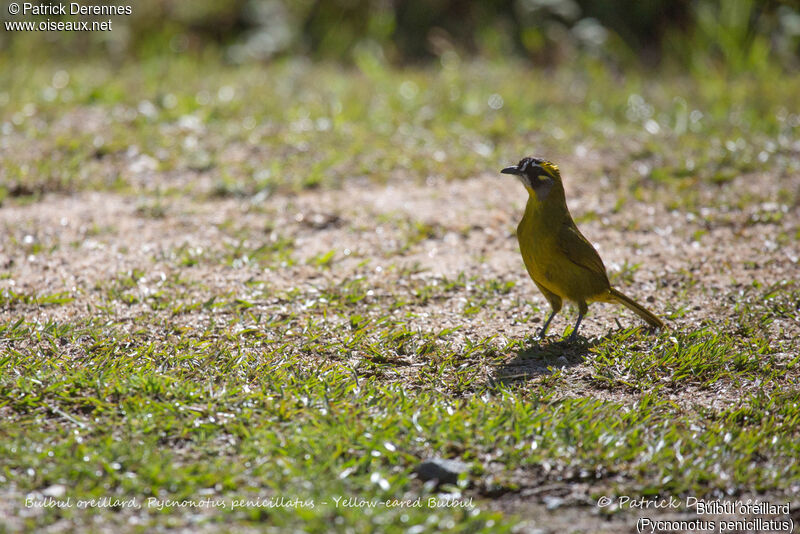 Bulbul oreillard, identification