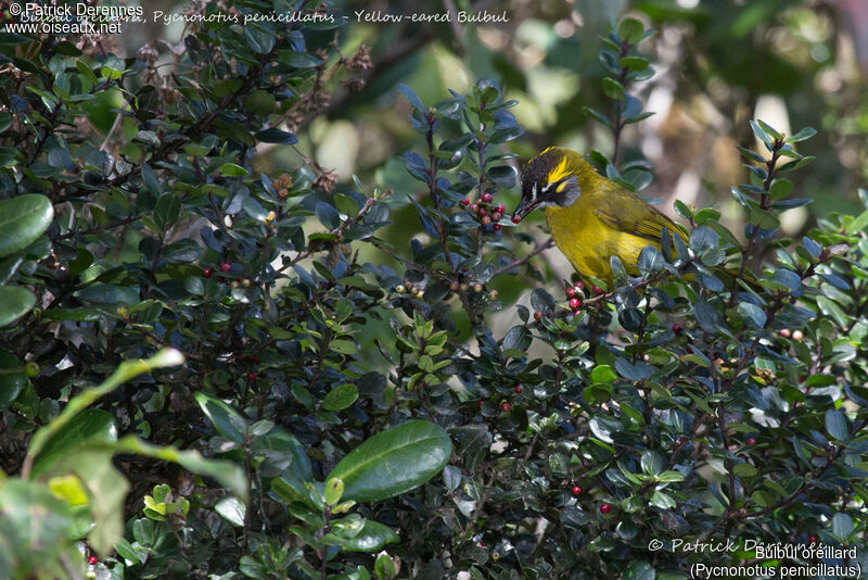 Yellow-eared Bulbul, identification, habitat