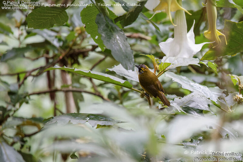 Bulbul oreillard, identification, habitat