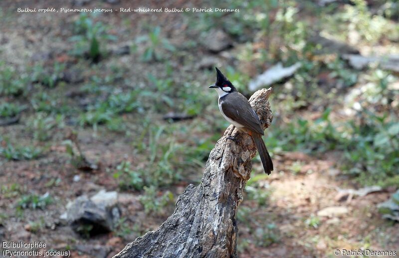 Bulbul orphée