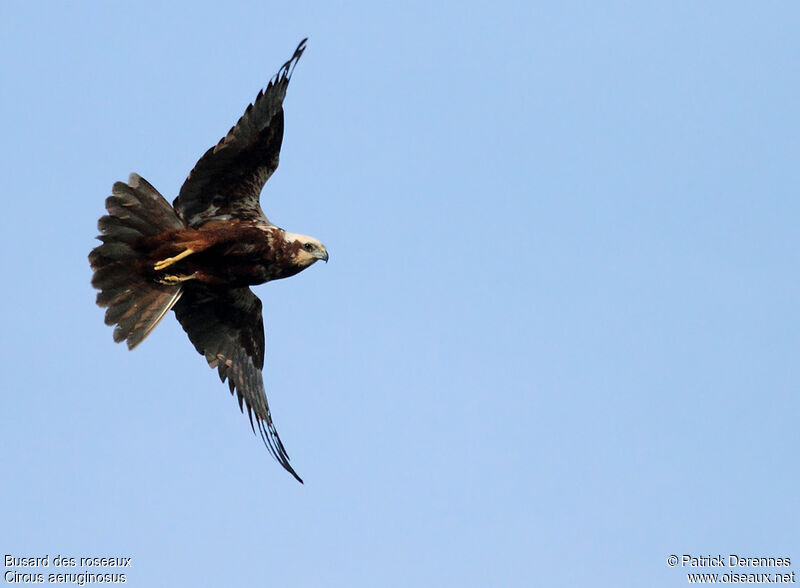 Western Marsh Harrier female, Flight