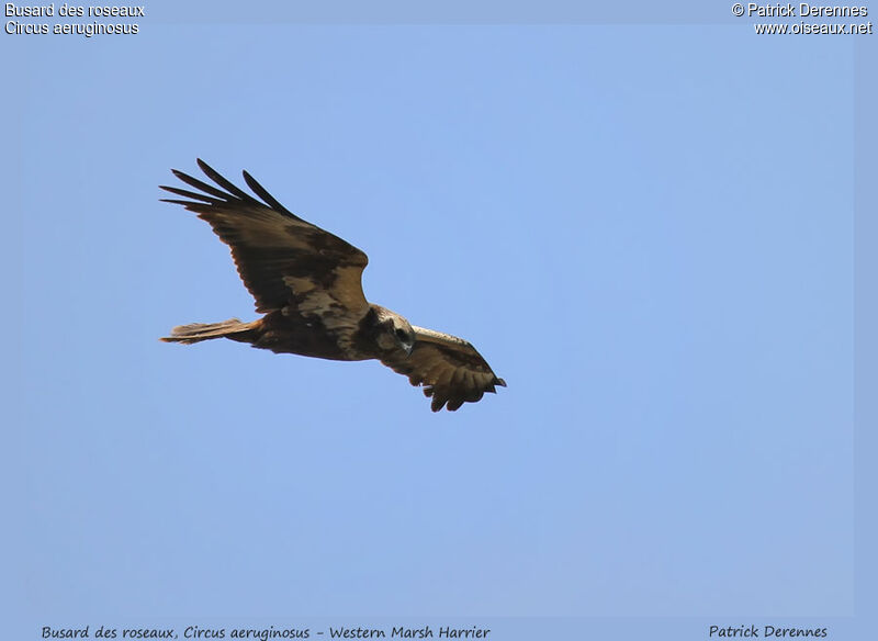 Western Marsh Harrier, Flight