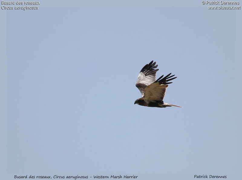 Western Marsh Harrier, Flight