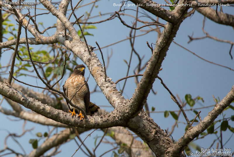 Buse à gros bec, identification, habitat