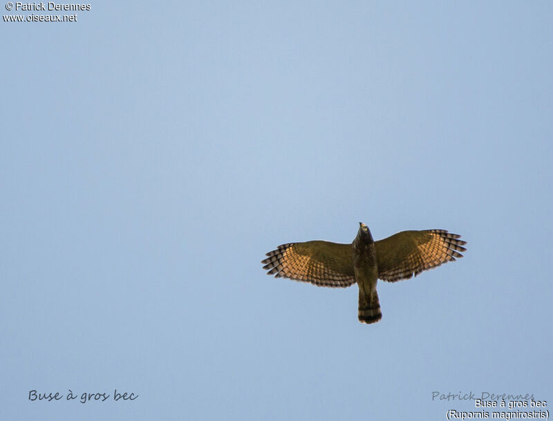 Roadside Hawk, Flight