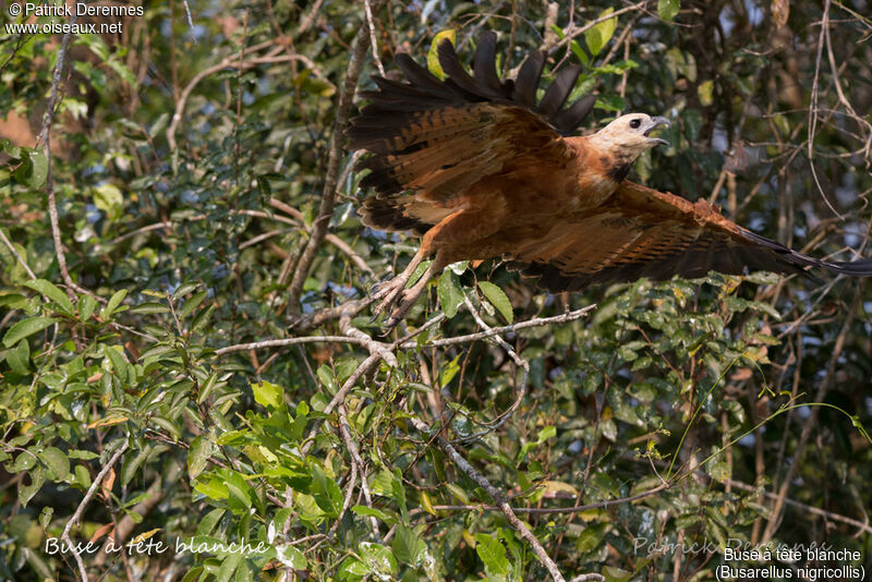 Buse à tête blanche, identification, habitat, Vol