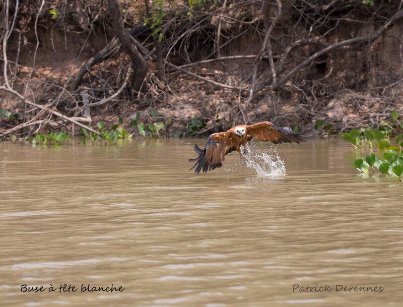 Black-collared Hawk, identification, habitat, Flight, fishing/hunting