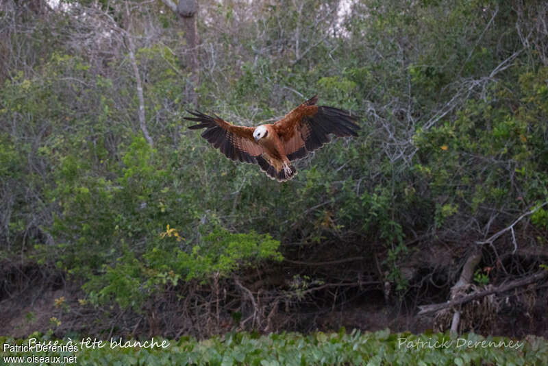 Black-collared Hawkadult, habitat, Flight, fishing/hunting