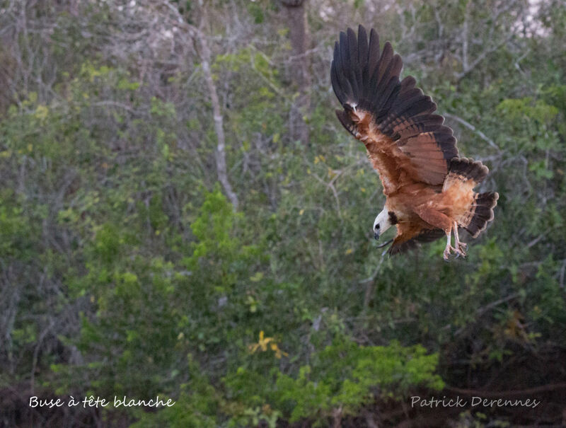 Black-collared Hawkadult, identification, habitat, Flight