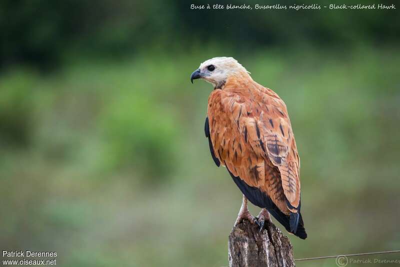 Black-collared Hawkadult