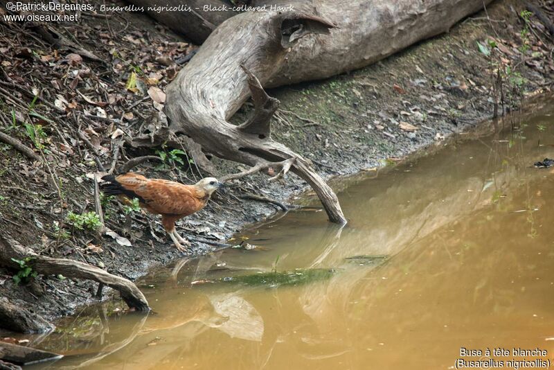 Black-collared Hawk, identification, habitat