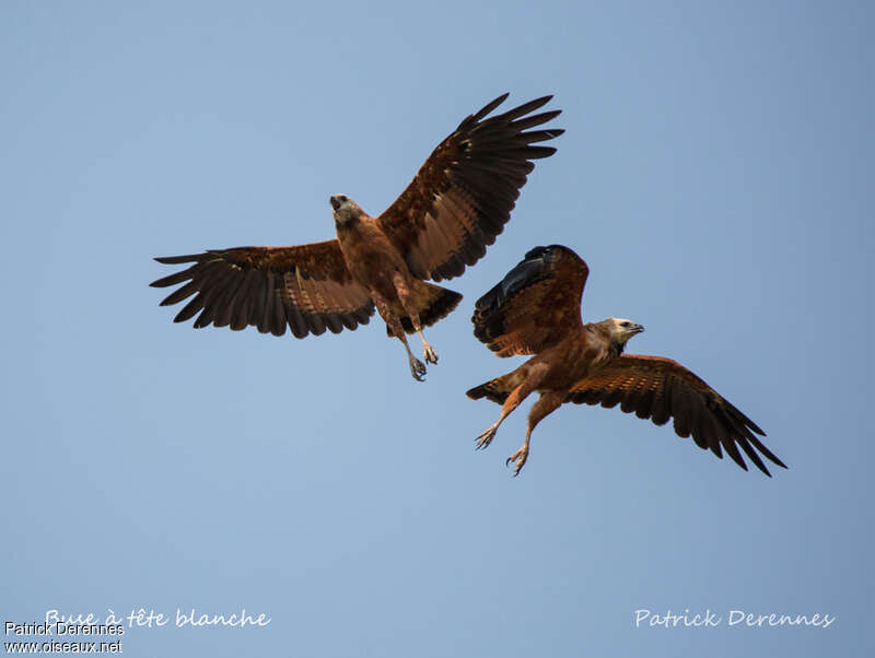 Black-collared Hawkadult, Flight