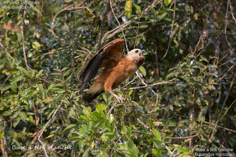 Black-collared Hawkadult, identification, habitat