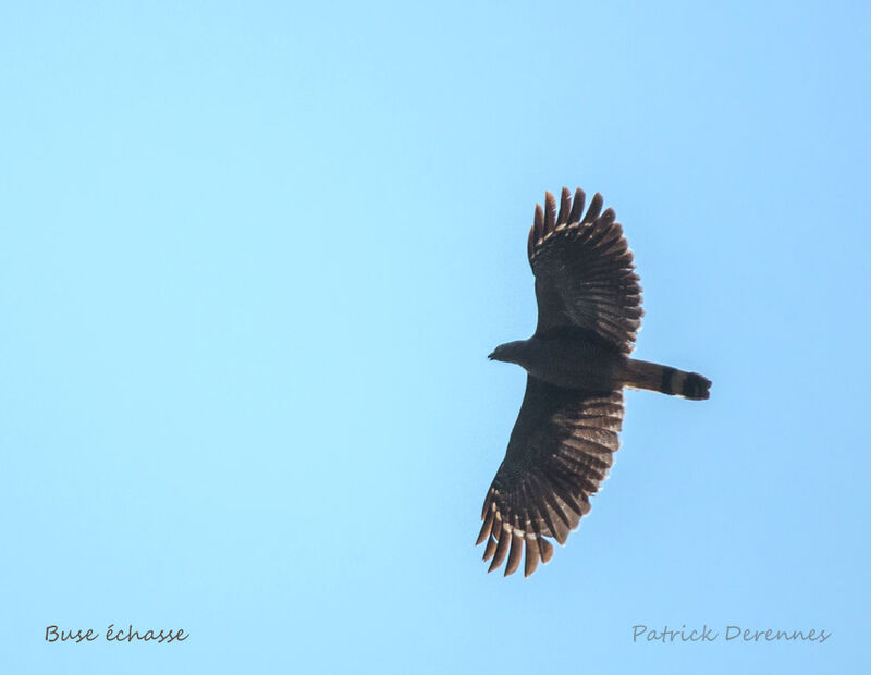 Crane Hawk, Flight