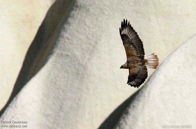 Long-legged Buzzardadult, Flight