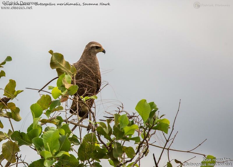 Buse roussâtre, identification, habitat