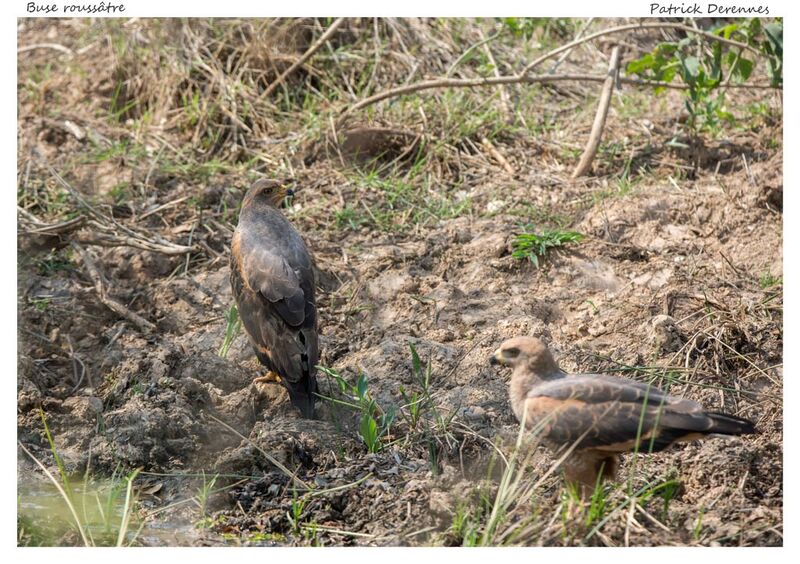 Savanna Hawk, identification, habitat