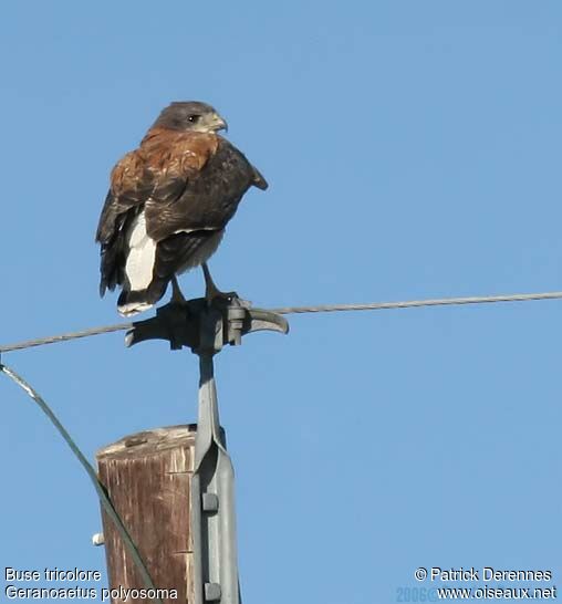 Variable Hawkadult