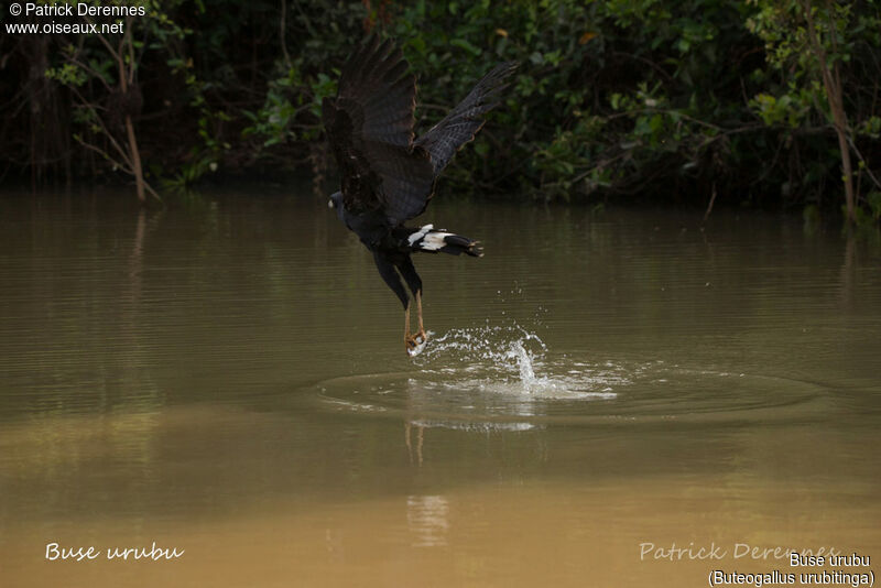 Buse urubuadulte, identification, habitat, régime, pêche/chasse